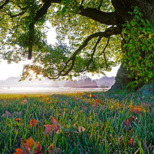 Assurance vie et succession : fiscalité, gestion, frais de notaire, etc.