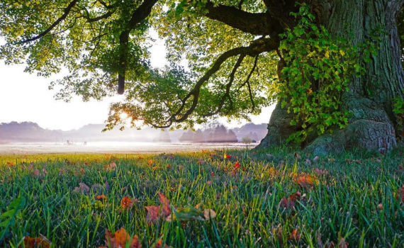 Assurance vie et succession : fiscalité, gestion, frais de notaire, etc.