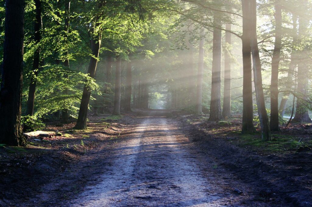 Meilleurs investissements : investir dans les forêts